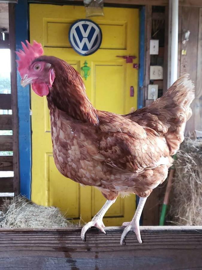 Kokomo Farms Лайв-Ок Экстерьер фото